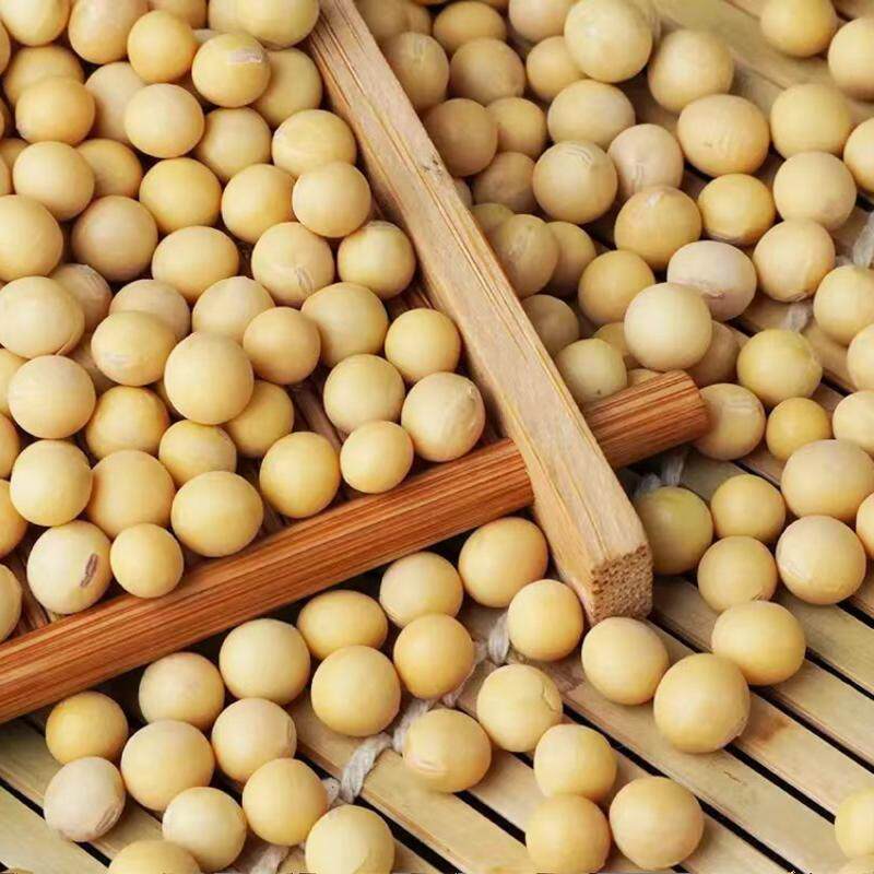 黄豆农家自种大豆五谷杂粮非转基因老品种生豆芽打豆浆豆子粗粮