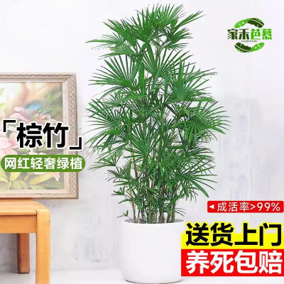 棕竹盆栽金山竹室内阳台大型绿植四季常青耐寒观叶植物净化空气花