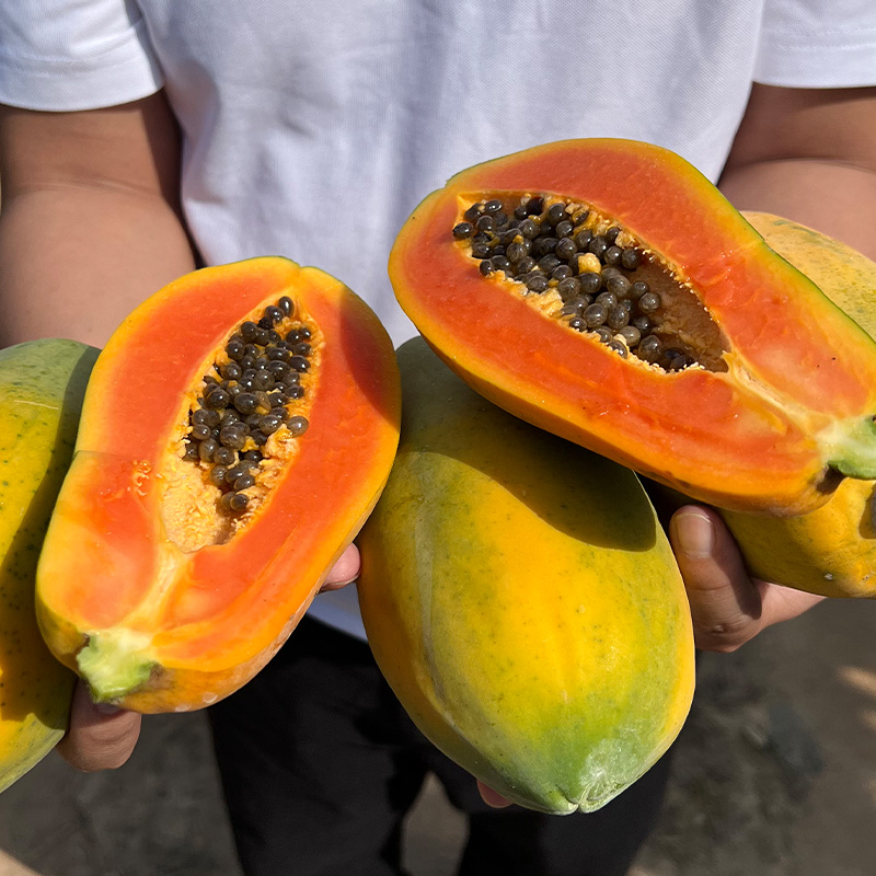 京东顺丰快递海南红心牛奶木瓜