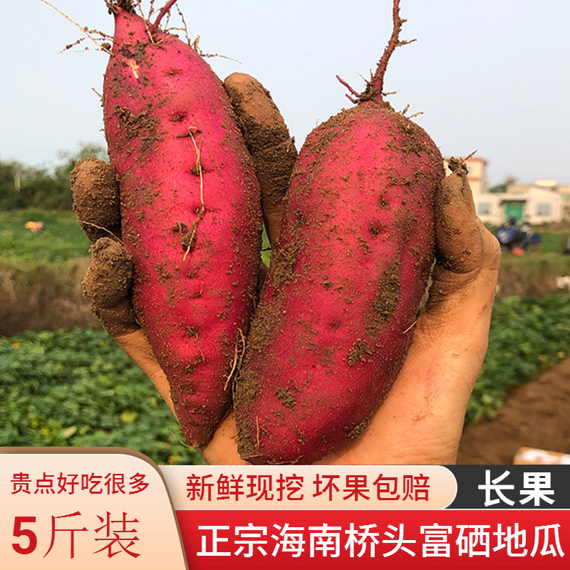精品果海南澄迈桥头富硒地瓜带箱10斤板栗番薯新鲜农家自种红薯