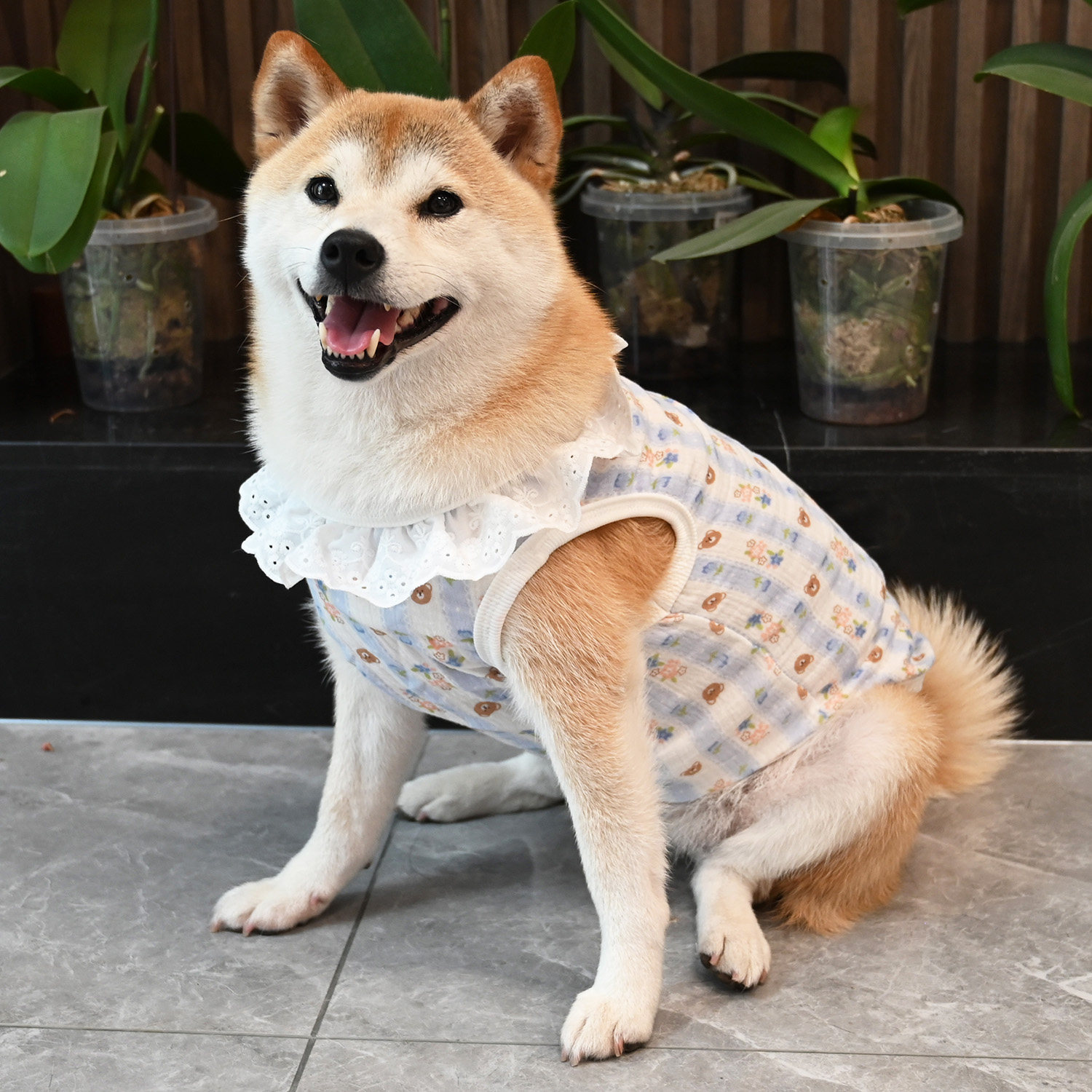 全棉宠物狗狗猫咪柯基泰迪柴犬衣服春夏四季碎花蕾丝舒适透气背心