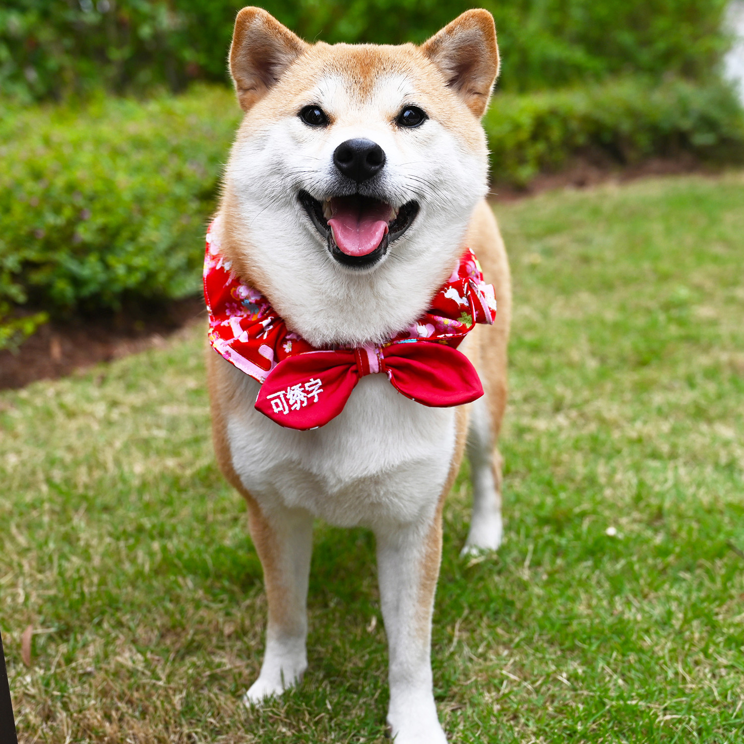 可绣名字/宠物狗狗围脖泰迪柯基柴犬围巾蝴蝶结兔年樱花饰品领结