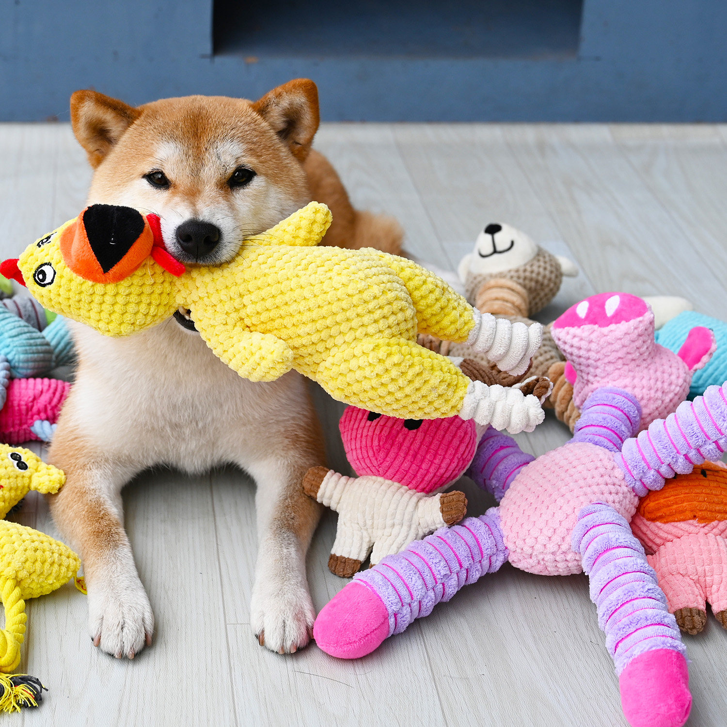 宠物用品狗狗柯基泰迪柴犬玩具BB叫发声磨牙洁齿自嗨解闷耐咬陪伴,宠物/宠物食品及用品,发声玩具,淘宝优惠券,粉丝福利购,淘宝优惠卷