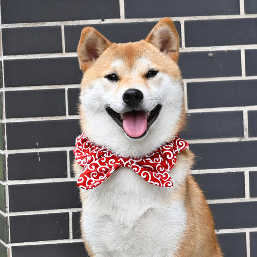 柴犬围巾日式和风宠物领结项圈