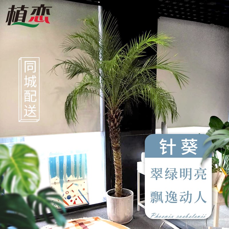 针葵室内外盆栽 户外别墅庭院办公室阳台绿化大型棕榈科刺葵植物
