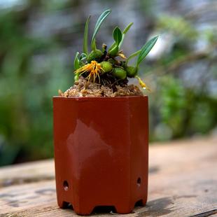 匠人花圃聚珠石豆兰带紫砂盆小巧迷你兰花植物好养桌面懒人盆栽肉