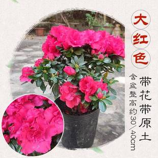 粉红花边西玛杜鹃花带花苞大盆栽特大棵苗老桩老桩四季发货干枝卉