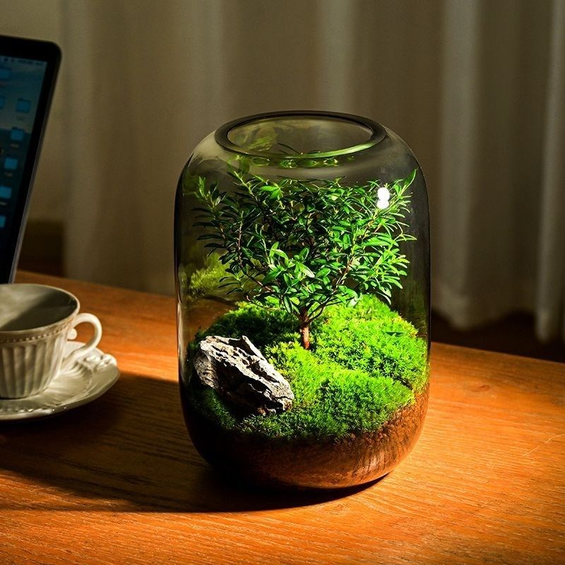 生命之树微景观造景植物苔藓生态瓶创意桌面好养鲜活绿植成品盆景