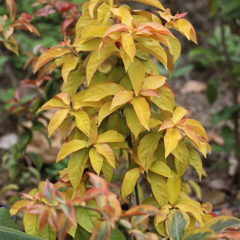 叶仙锦 叶仙人掌木麒麟蟹爪兰砧木阳台庭院盆栽绿植耐旱好养