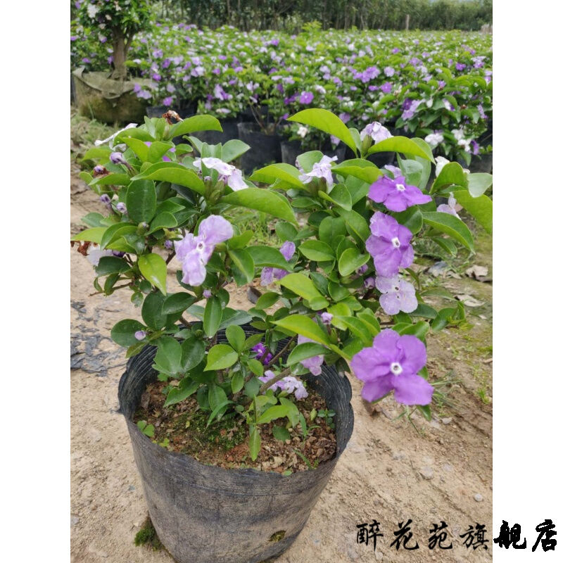 双色茉莉花苗开花浓香虎头鸳鸯茉莉花香甜13~20cm不含盆|