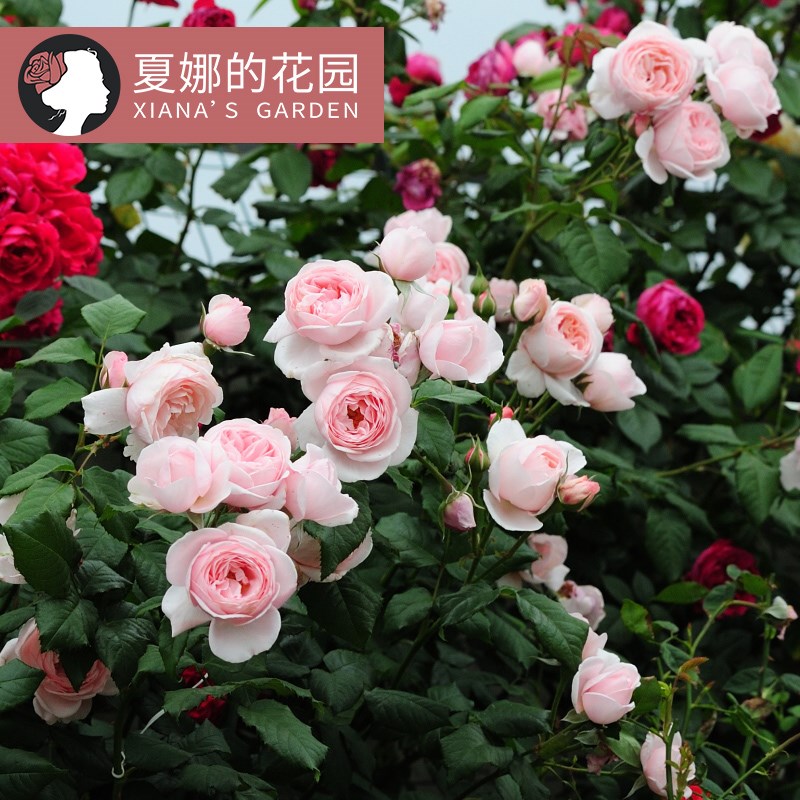 娜荷马爬藤月季花苗阳台庭院攀爬植物花卉多季开花浓香粉色藤本