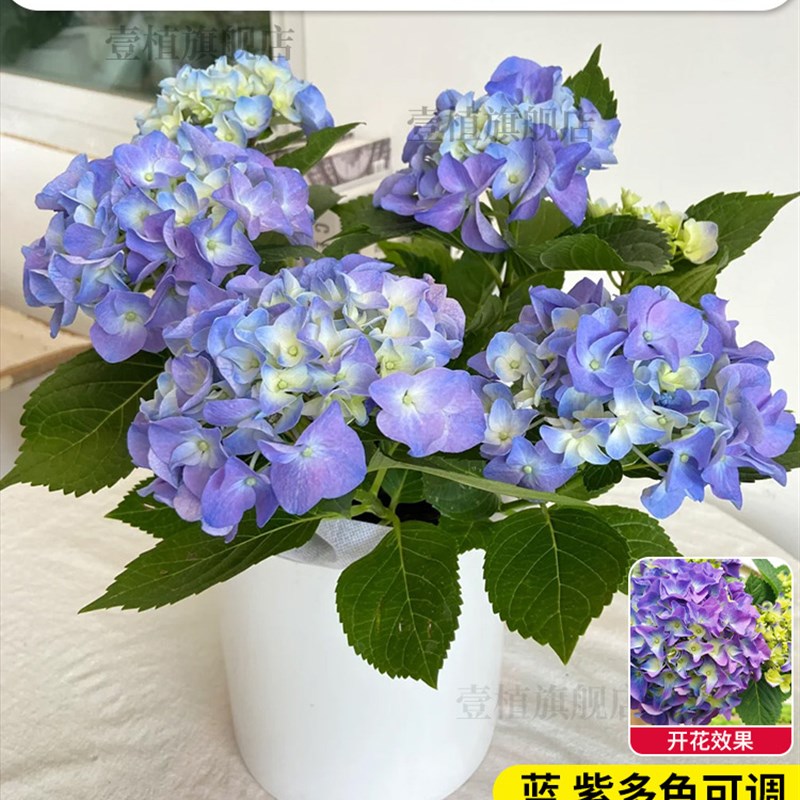 绣球花苗四季开花绣球花盆栽带花苞室内无尽夏花手鞠盆栽老桩大苗