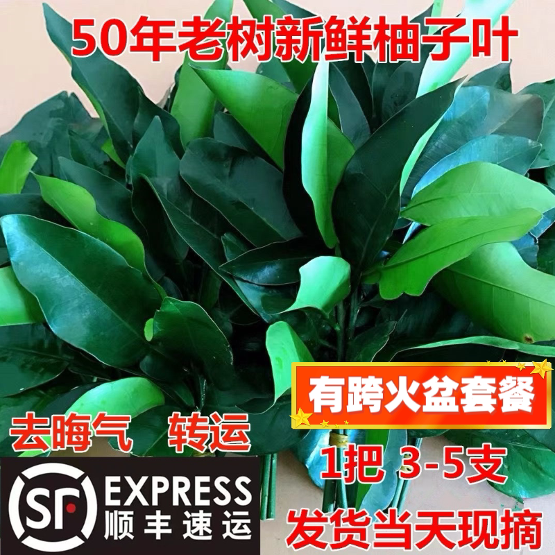 顺丰包邮柚叶祈福开运去晦气新鲜柚子叶梅州青团乔迁新居沐浴去邪