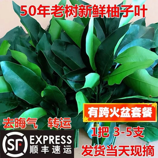 顺丰包邮柚叶祈福开运去晦气新鲜柚子叶梅州青团乔迁新居沐浴去邪