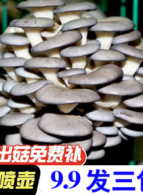 【9.9发3大包】蘑菇菌包四季出菇家养菌菇食用平菇菌菇菌棒蘑菇包