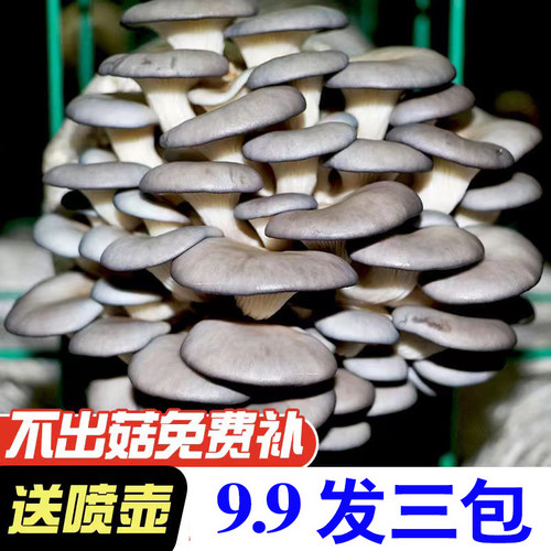 【9.9发3大包】蘑菇菌包四季出菇家养菌菇食用平菇菌菇菌棒蘑菇包