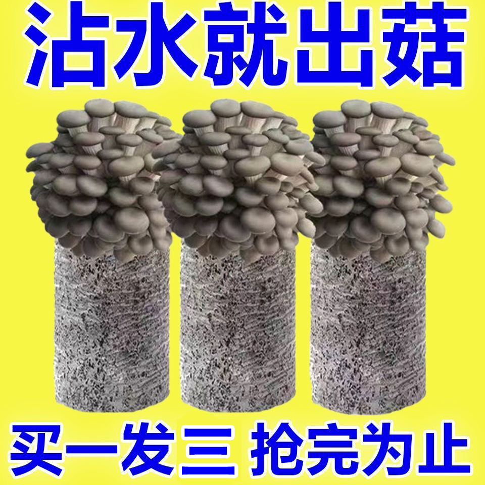 【9.9发3大包】蘑菇菌包平菇四季菌包好养菌菇包种植包食用菌菌棒