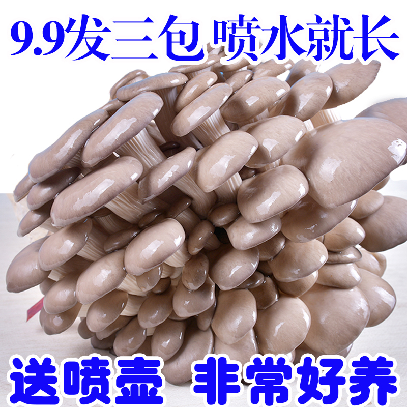 【9.9发3大包】家庭蘑菇菌包平菇菌棒香菇菌菇种食用菌蘑菇种植包