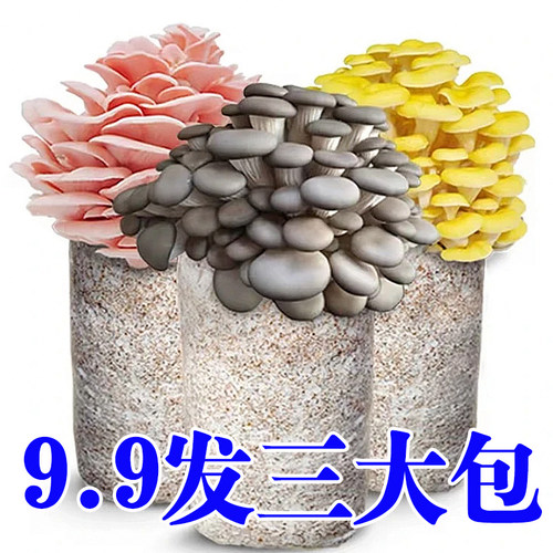 【9.9发3包】蘑菇菌包四季出菇家养菌菇食用平菇菌菇菌棒蘑菇菌包