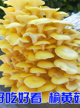 四季家庭简单蘑菇菌包好吃好养