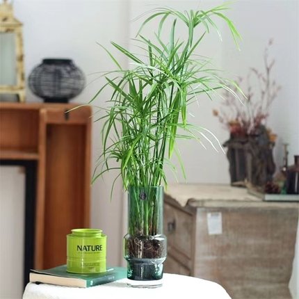 水竹植物盆栽旱伞草风车草龟缸鱼池水培挺水植物沼泽过滤净化水质