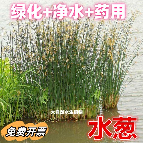 水生植物水葱公园造景净化水质