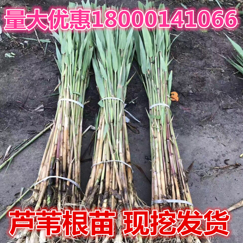 新鲜芦苇苗根苗芦苇草植物苗 苇子 水生挺水植物湿地公园河道绿化