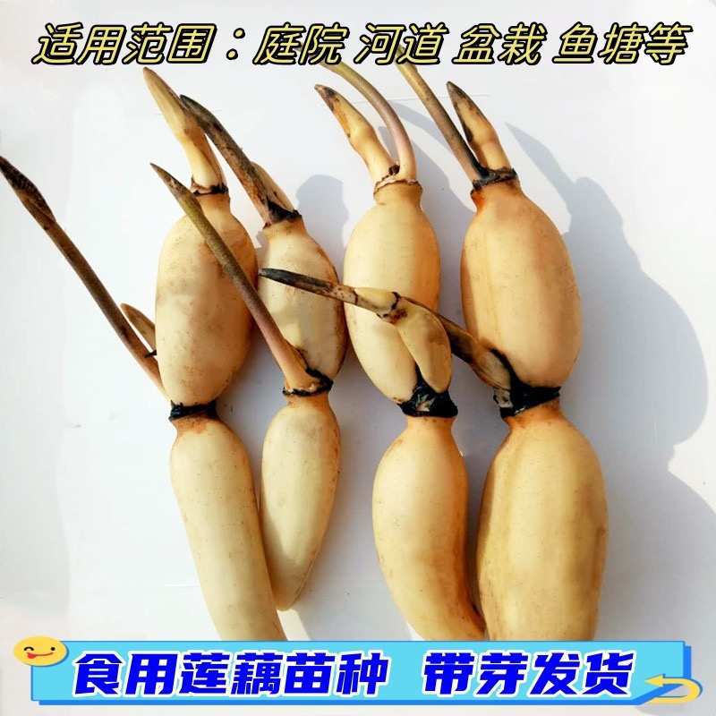 水生植物荷花种藕苗池塘净化水质