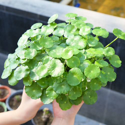 大叶水培水养桌面金钱草
