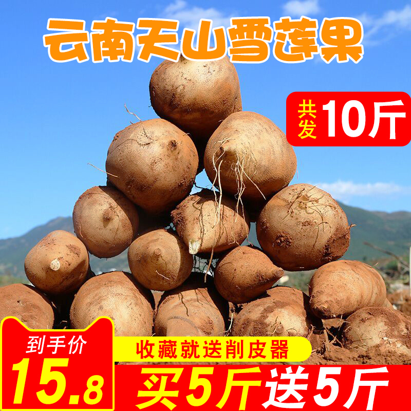 云南天山雪莲果10斤新鲜当季孕妇水果特级红心雪连果应当季包邮11