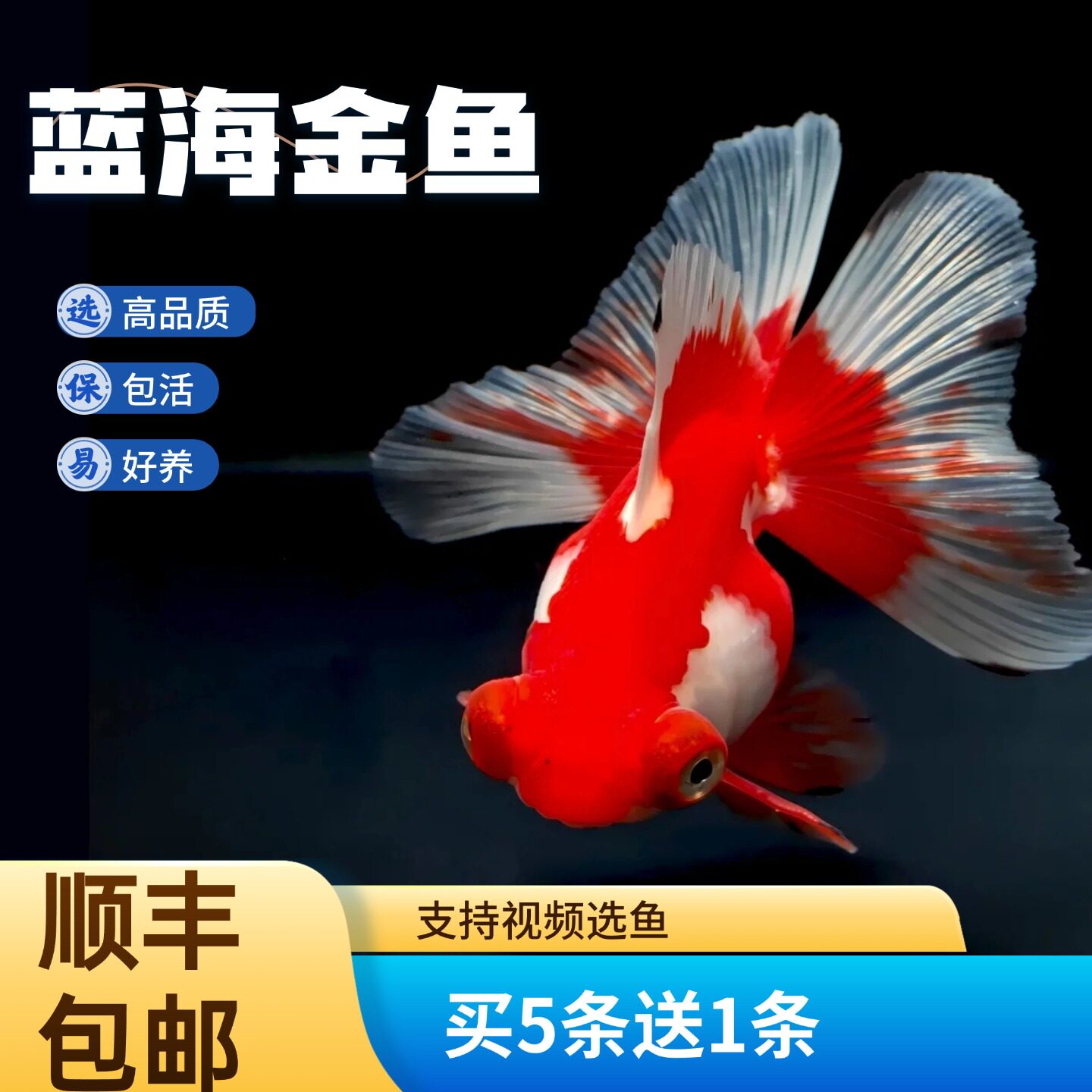 精品熊猫碟尾金鱼变色观赏鱼淡水鱼好养活体精品小金鱼苗