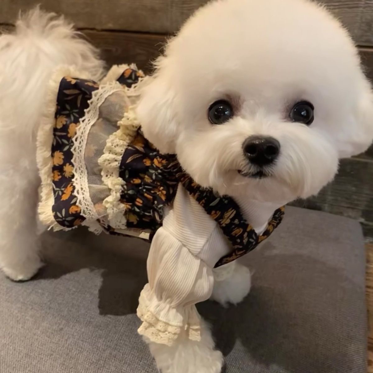 宠物猫咪狗狗春夏韩系温柔可爱小碎花蛋糕裙中小型犬,宠物/宠物食品及用品,狗宠物服装/雨衣,淘宝优惠券,粉丝福利购,淘宝优惠卷