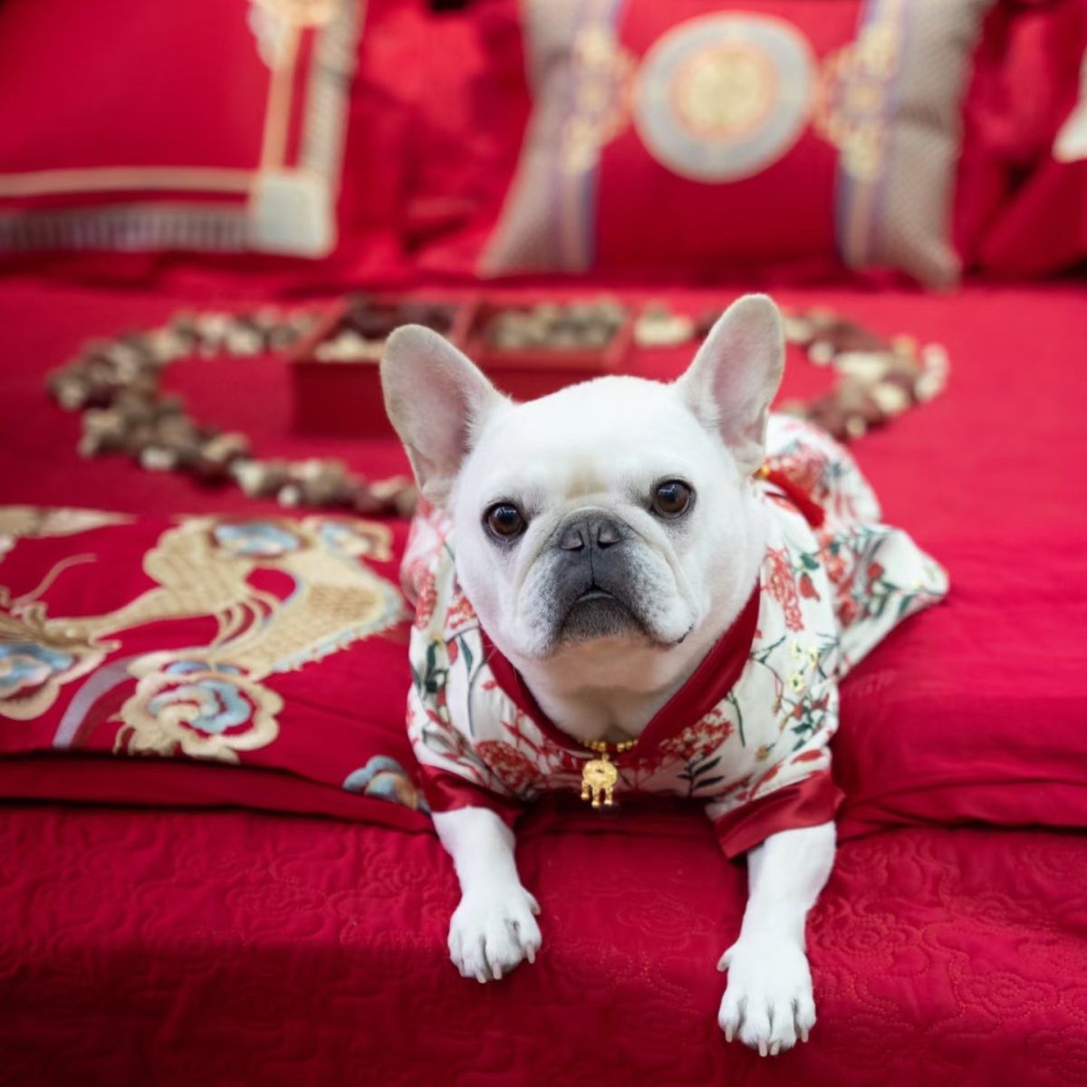 宠物衣服中式拜年服法斗柯基柴犬恶霸英牛新年拜年婚礼喜庆礼服
