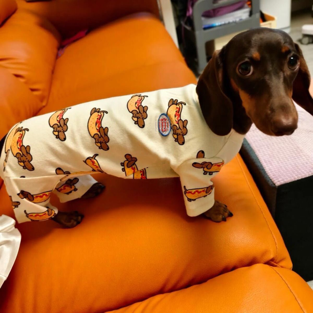 腊肠防寒打底秋冬款宠物猫咪加厚保暖狗狗衣服小型犬护肚子网红