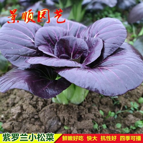 紫色油菜种子紫罗兰小菘菜小白菜种籽阳台盆栽青菜籽四季播蔬菜孑