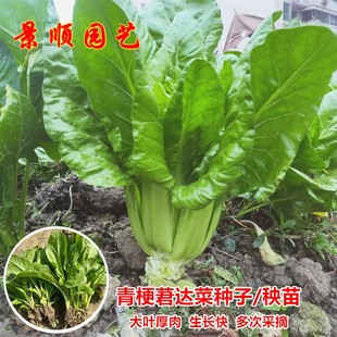 莙达菜青梗牛皮菜种子高产根达菜厚皮菜猪乸菜籽春秋四季蔬菜种孑