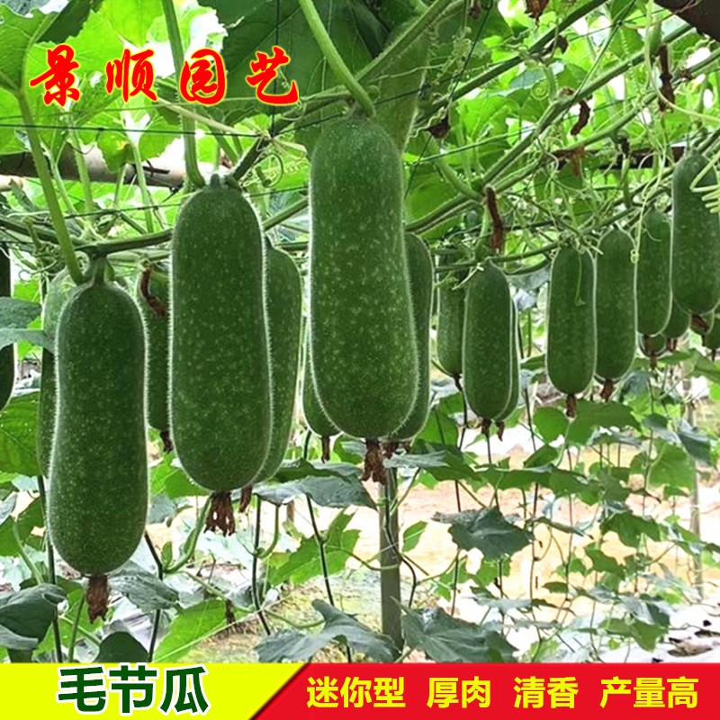 毛节瓜种子春秋季播迷你毛瓜小冬瓜种籽高产农家庭院爬藤蔬菜种孑