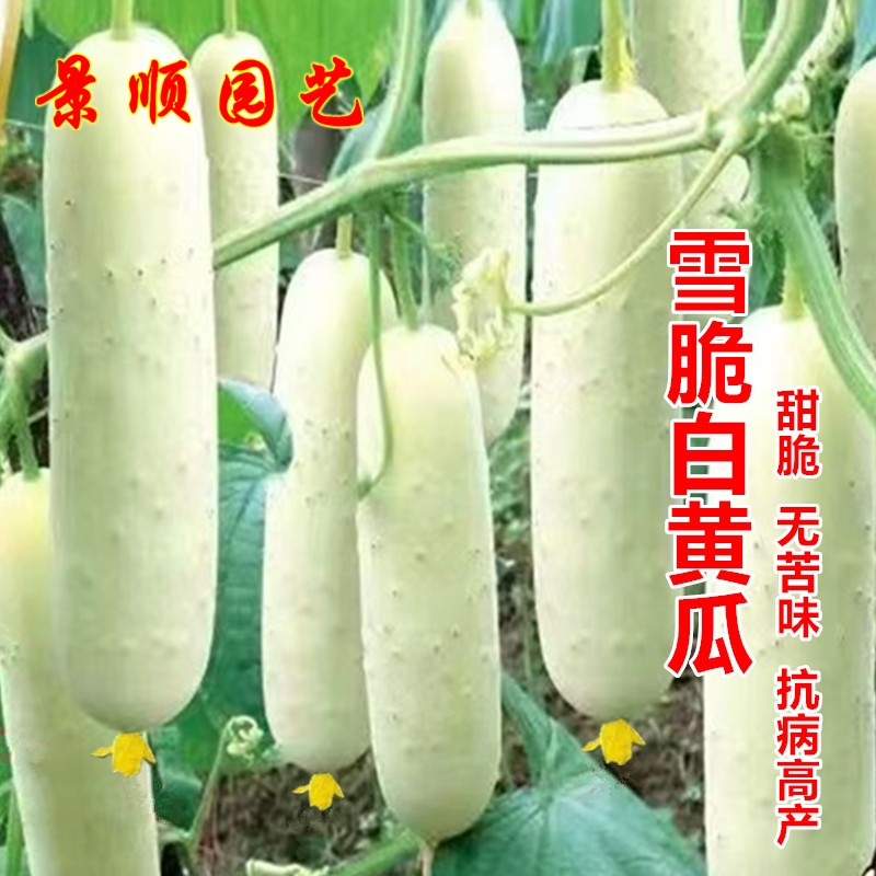 雪脆白皮黄瓜种子无苦味甜脆水果白瓜籽种春夏秋季瓜果蔬菜种孑子