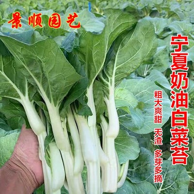 宁夏奶油白菜心种子高产菜薹粗条白菜苔心种籽秋冬季耐寒蔬菜种孑