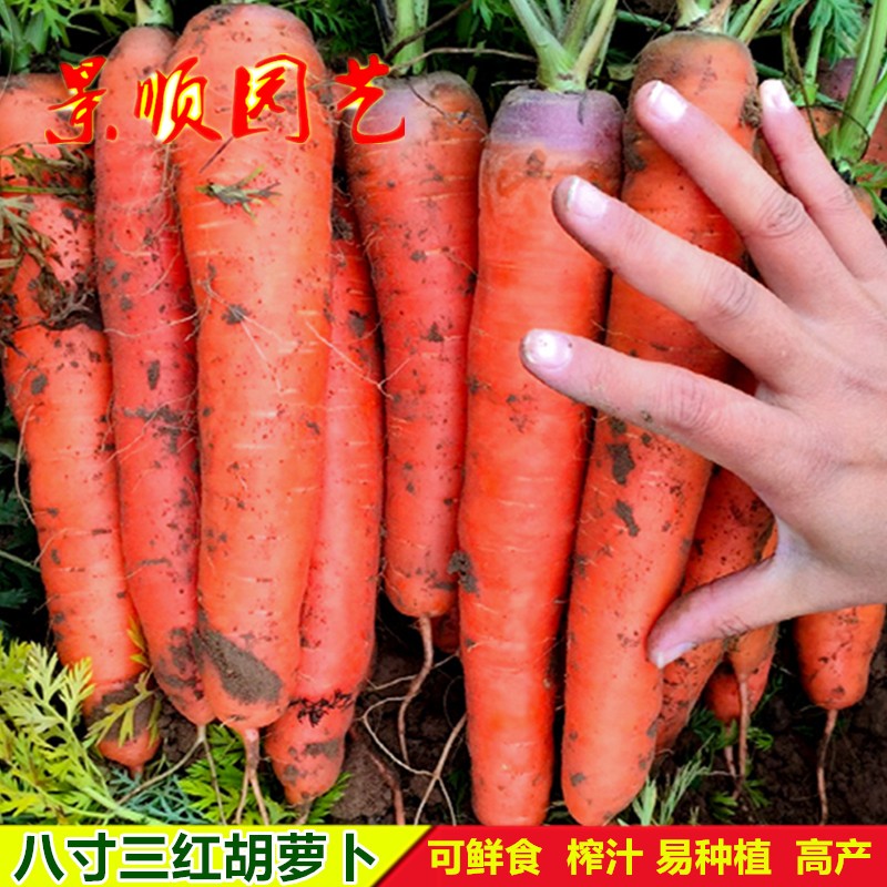 三红胡萝卜种子秋季水果甜脆卜籽