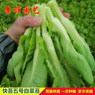 快苔五号白菜苔种子早熟白菜心甜脆菜薹秋冬季种蔬菜孑四季青菜籽