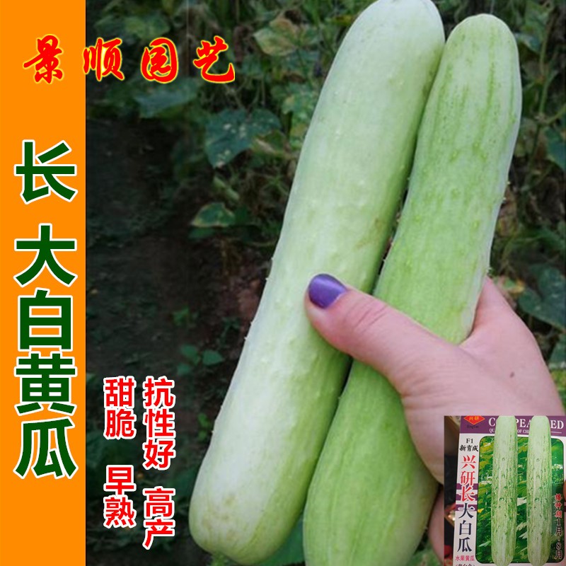 长大白黄瓜种子籽甜脆水果白瓜高产青瓜春夏秋四季瓜果蔬菜种孑子