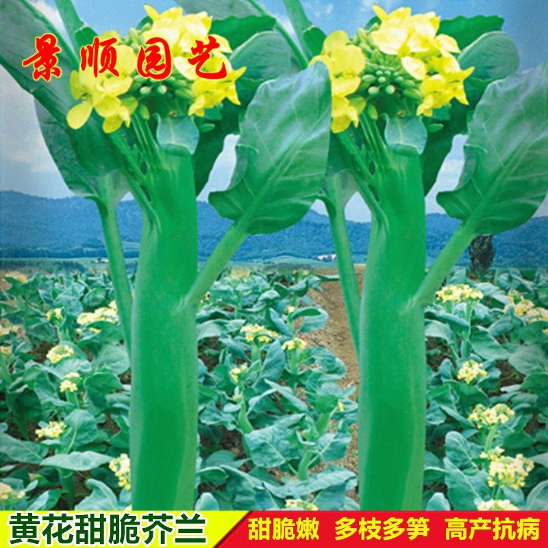 黄花芥兰菜种子广东芥蓝种籽高产蔬菜种孑盆栽介兰菜四季青菜籽,鲜花速递/花卉仿真/绿植园艺,家庭园艺种子,淘宝优惠券,粉丝福利购,淘宝优惠卷