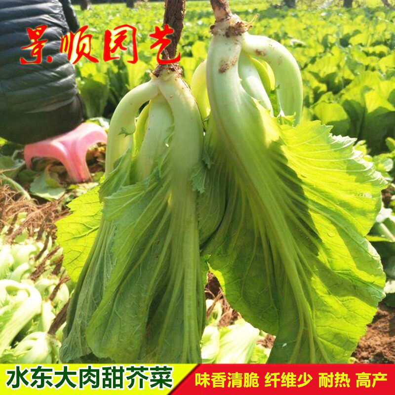 水东甜芥菜种子鸡心灯笼甜介菜籽耐热夏秋蔬菜种孑盆栽四季青菜籽
