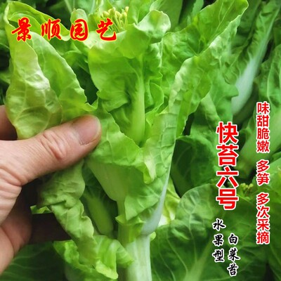 快苔6号白菜苔种子广东白菜心种籽秋冬季种菜薹阳台菜园蔬菜种孑