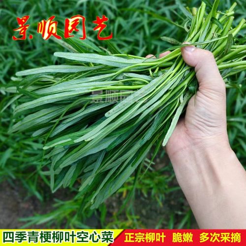青梗柳叶空心菜种子尖叶通心菜籽