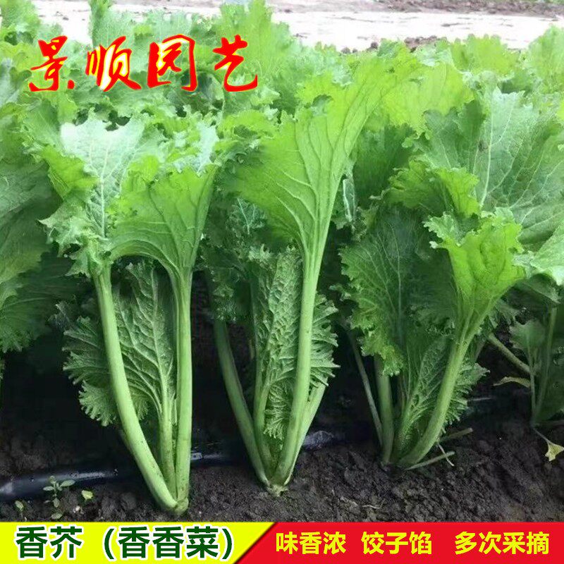 香叶芥菜种子美味香芥饺子菜种籽特色小青菜春秋冬季高产蔬菜种孑