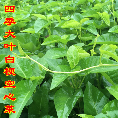 四季大叶白梗空心菜种子水生攀爬蕹菜蓊菜通心菜种籽阳台蔬菜种孑 - 封面