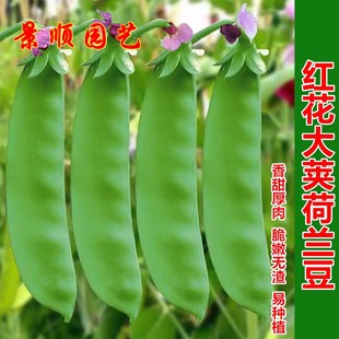 大荚604荷兰豆种子高产厚肉红花菜豆豌豆籽秋冬季菜园大田蔬菜孑