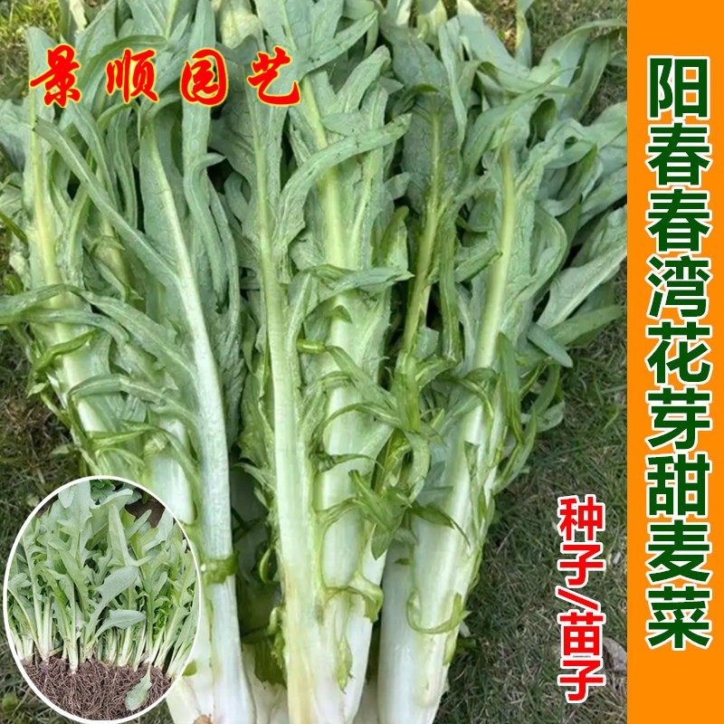 阳春花芽甜麦菜种子白梗甜唛菜籽耐热农家苦麻菜籽种四季蔬菜种孑
